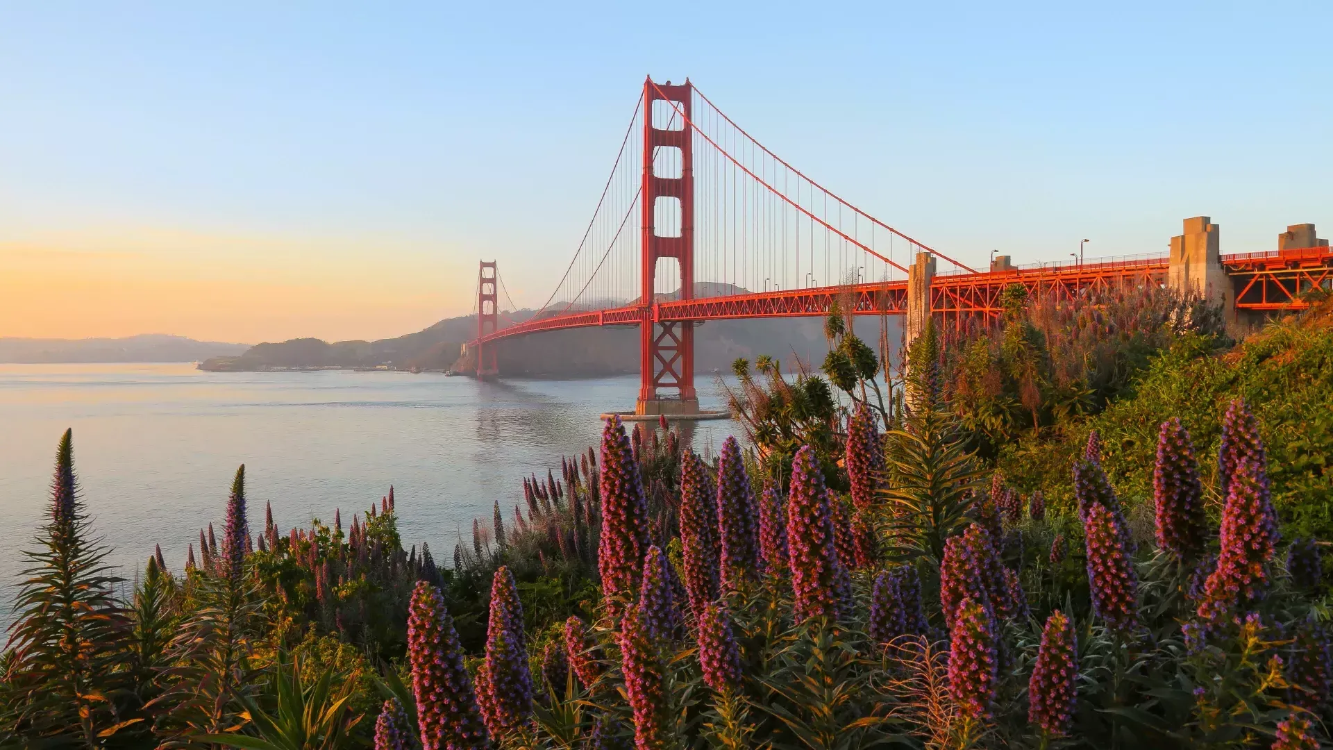 Abgebildet ist die Golden Gate Bridge mit großen Blumen im Vordergrund.